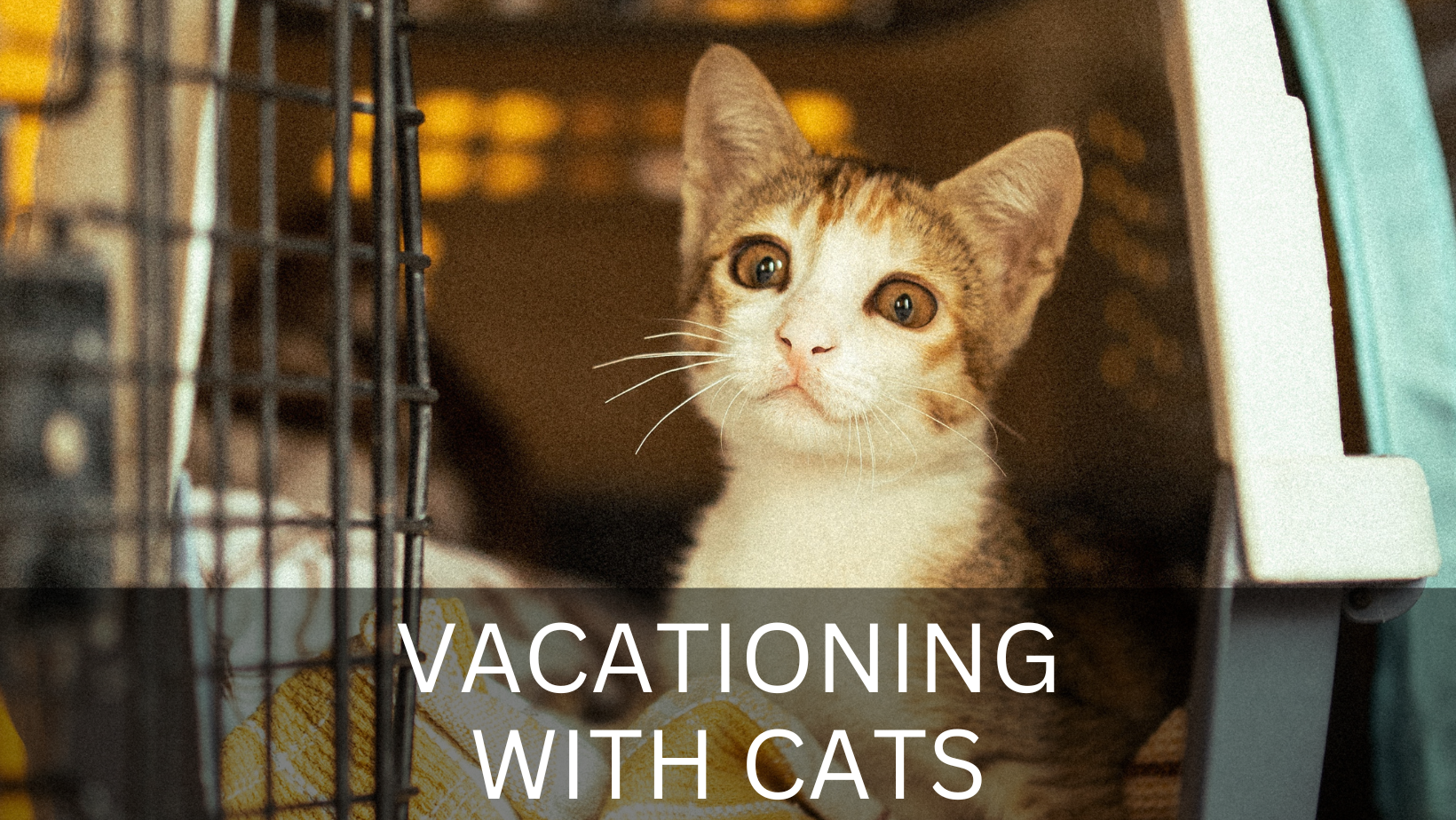 VACATIONING WITH CATS
