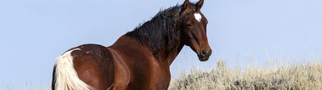 Things to do on the Ocean City, Maryland, Go Wild at Assateague Island National Seashore